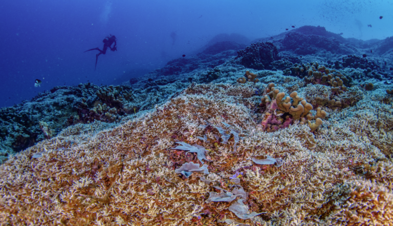 Descubren el coral más grande del mundo en el Pacífico Sur